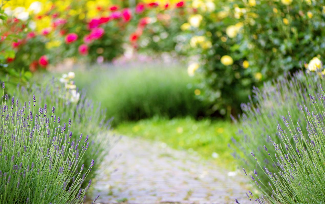 Guide de plantation pour débutants : Comment créer un jardin florissant